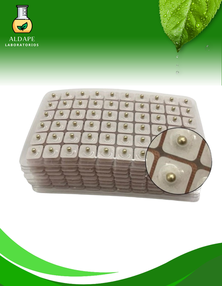 BALINES PARA AURICULOTERAPIA